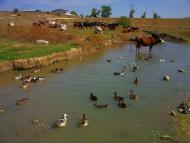 Кочергіне з panoramio.com