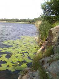 Осички - Останні фото