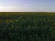 Драбове-Барятинське з panoramio.com