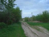 Галка з panoramio.com