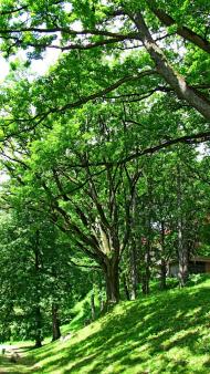 Карпати з panoramio.com