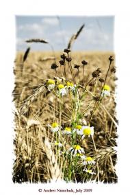 Нова Басань з panoramio.com