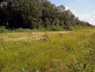 Приліпка з panoramio.com