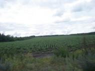 Міусинськ з panoramio.com (ч.2)