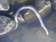 Приморське з panoramio.com