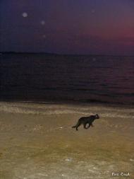 Мисове з panoramio.com