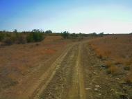 Каштани з panoramio.com