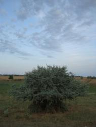 Солончаки з panoramio.com