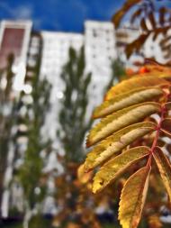 Вільне з panoramio.com