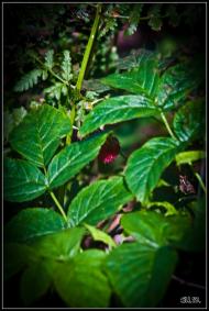 Мала Любаша з panoramio.com