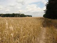 Борщів з panoramio.com