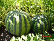 Чепіль - Останні фото