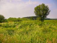 Ямне з panoramio.com