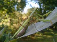 Велика Добронь з panoramio.com