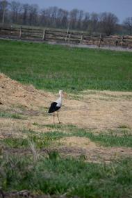 Єньки з panoramio.com