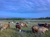 Голубівка - Останні фото