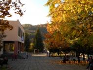 'Сонячна Поляна' у Поляні