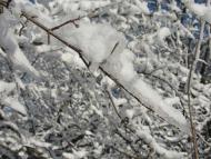 Червона Чагарівка - Останні фото