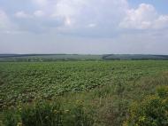 Урицьке - Останні фото