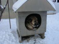 Червона Чагарівка