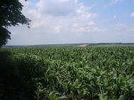 Урицьке - Останні фото