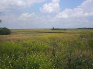 Урицьке - Останні фото