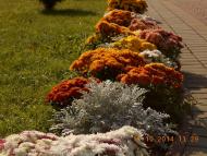 'Сонячна Поляна' у Поляні