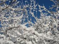 Червона Чагарівка