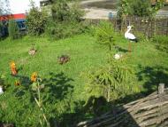 КУРОЗВАНИ 2010