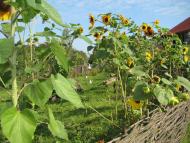 КУРОЗВАНИ 2010