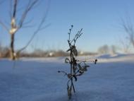 Червона Чагарівка