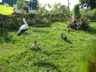 КУРОЗВАНИ 2010