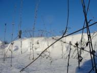 Червона Чагарівка