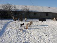 Червона Чагарівка