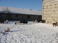 Червона Чагарівка