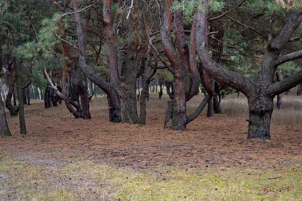 Дніпродзержинськ з panoramio.com (ч.4) - Дніпродзержинськ
