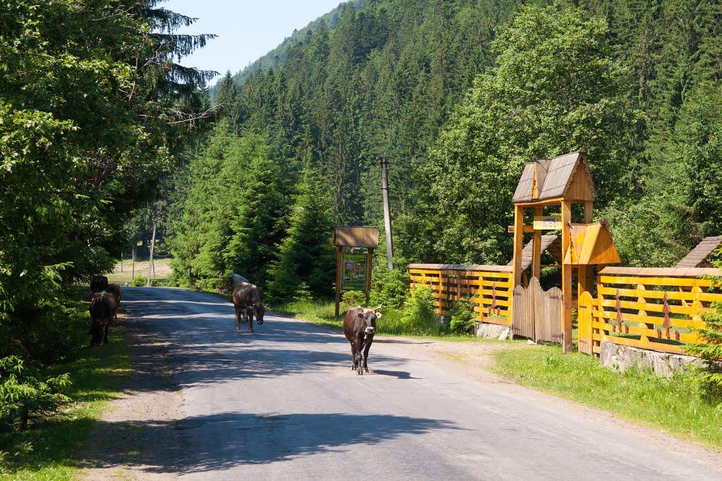 Синевир з panoramio.com - Синевир