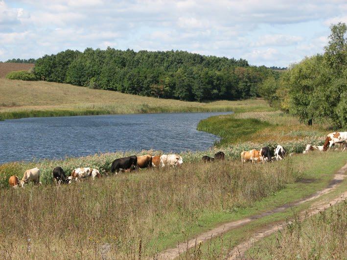 Бірки з panoramio.com - Борки
