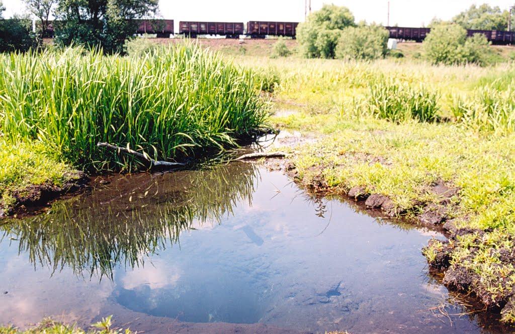 Верба з panoramio.com - Верба