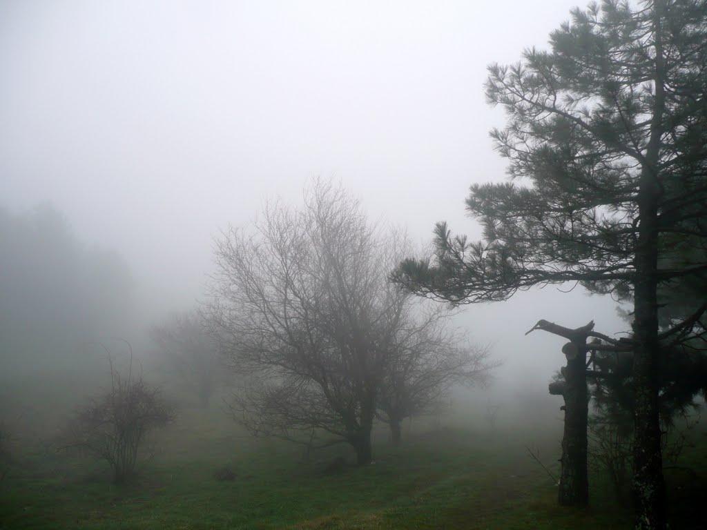 Лаванда з panoramio.com (ч.2) - Lavanda