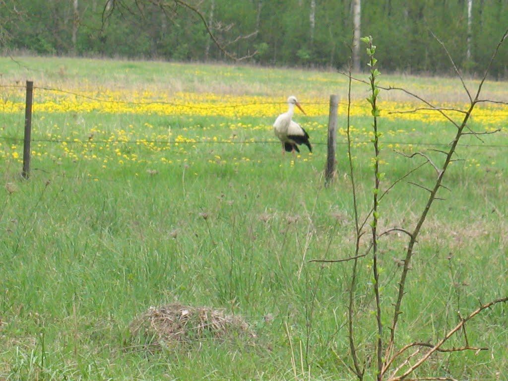 Курганці з panoramio.com - Курганцы