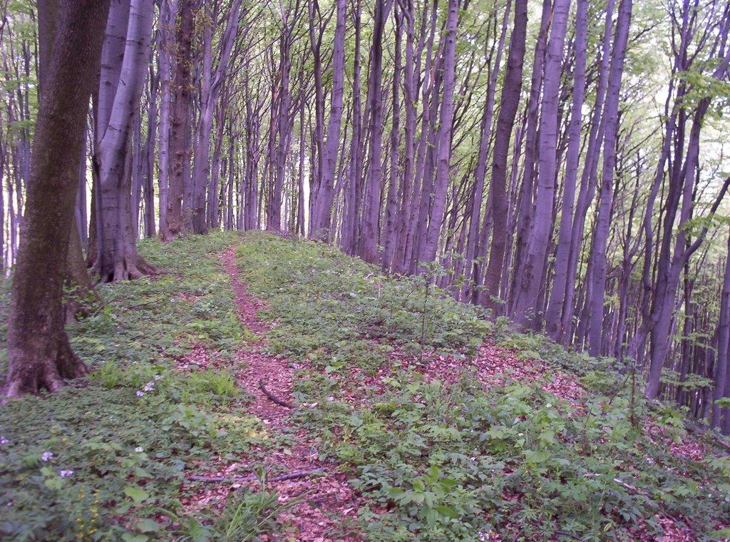 Горішні Шерівці з panoramio.com - Gorishni Sherivtsi