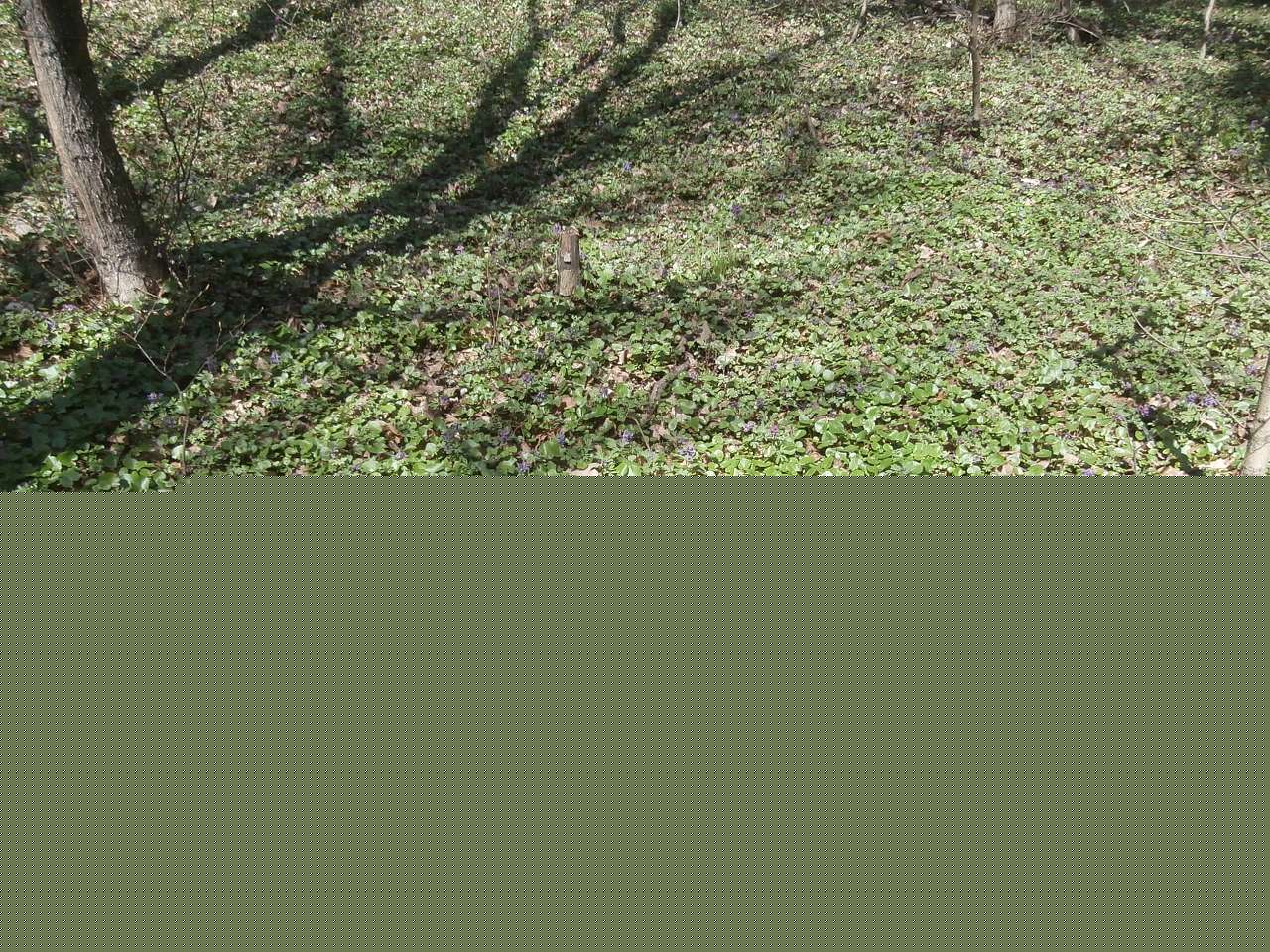 Тернівка з panoramio.com (ч.3) - Тернівка