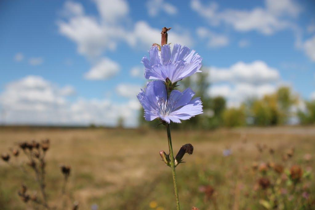 Небелиця з panoramio.com - Небелиця
