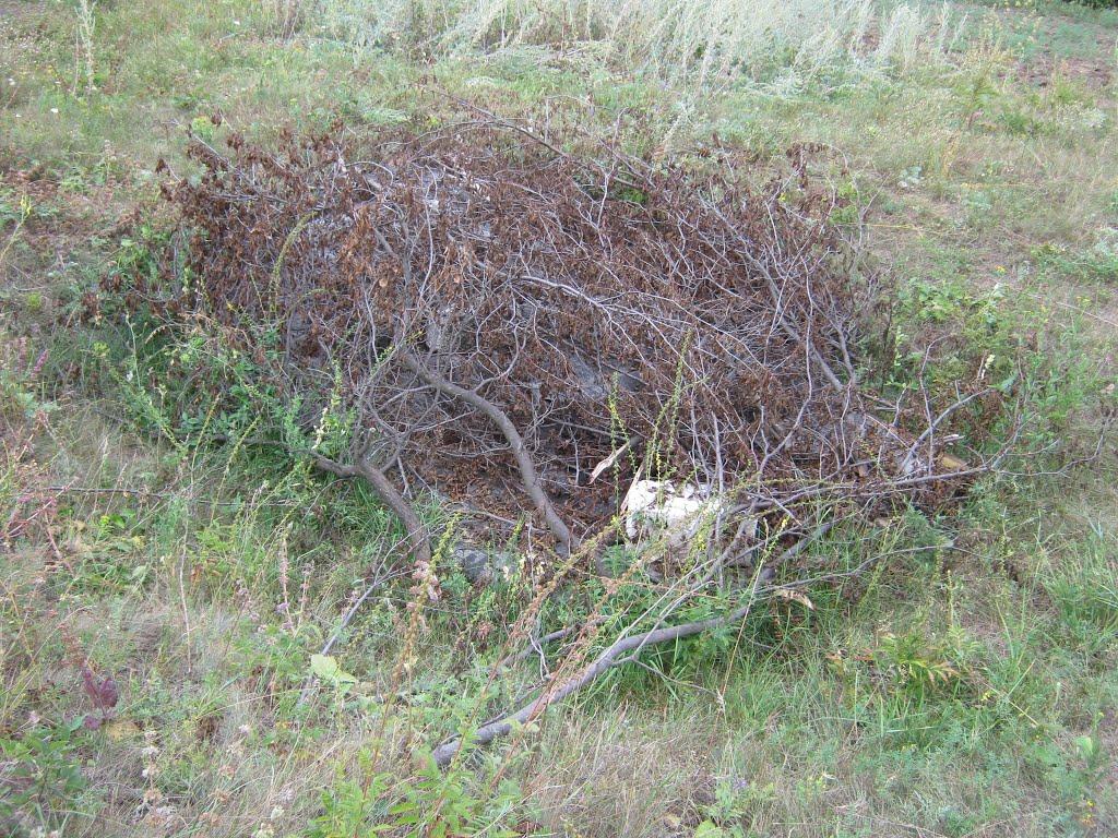 Зайцеве з panoramio.com - Зайцеве