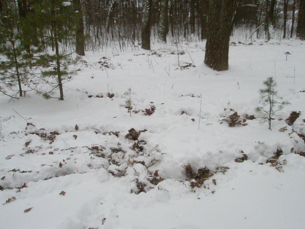 Ушиця з panoramio.com - Ушица