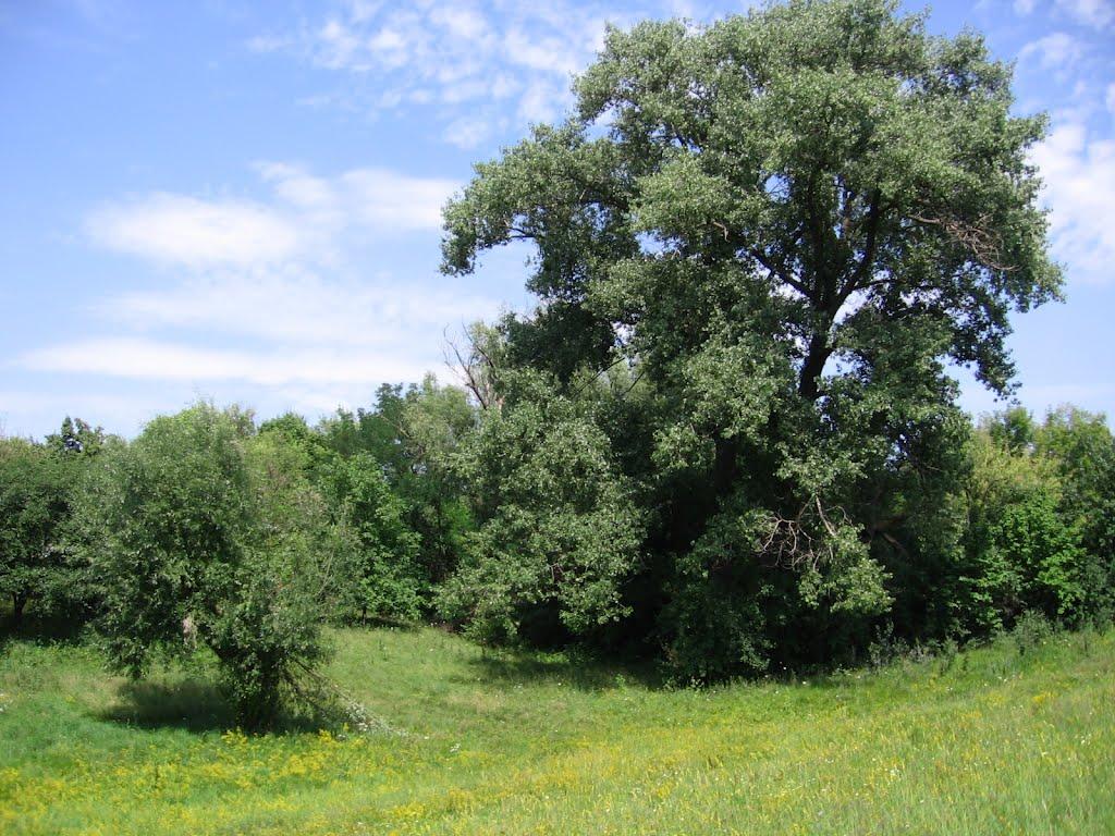 Жовтневий Промінь з panoramio.com - Жовтневый Проминь