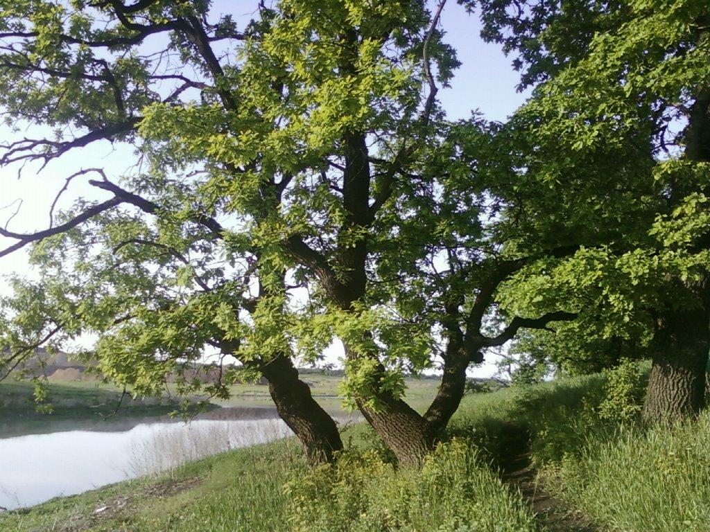 Молодогвардійськ з panoramio.com - Молодогвардійськ