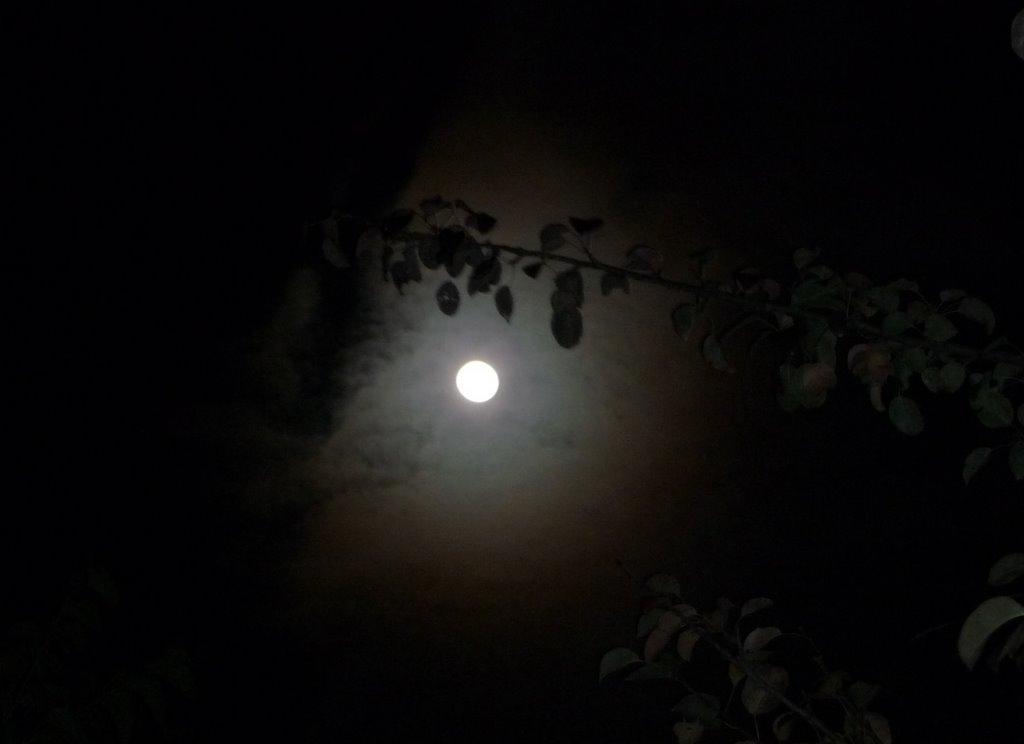 Ровжі з panoramio.com - Ровжі