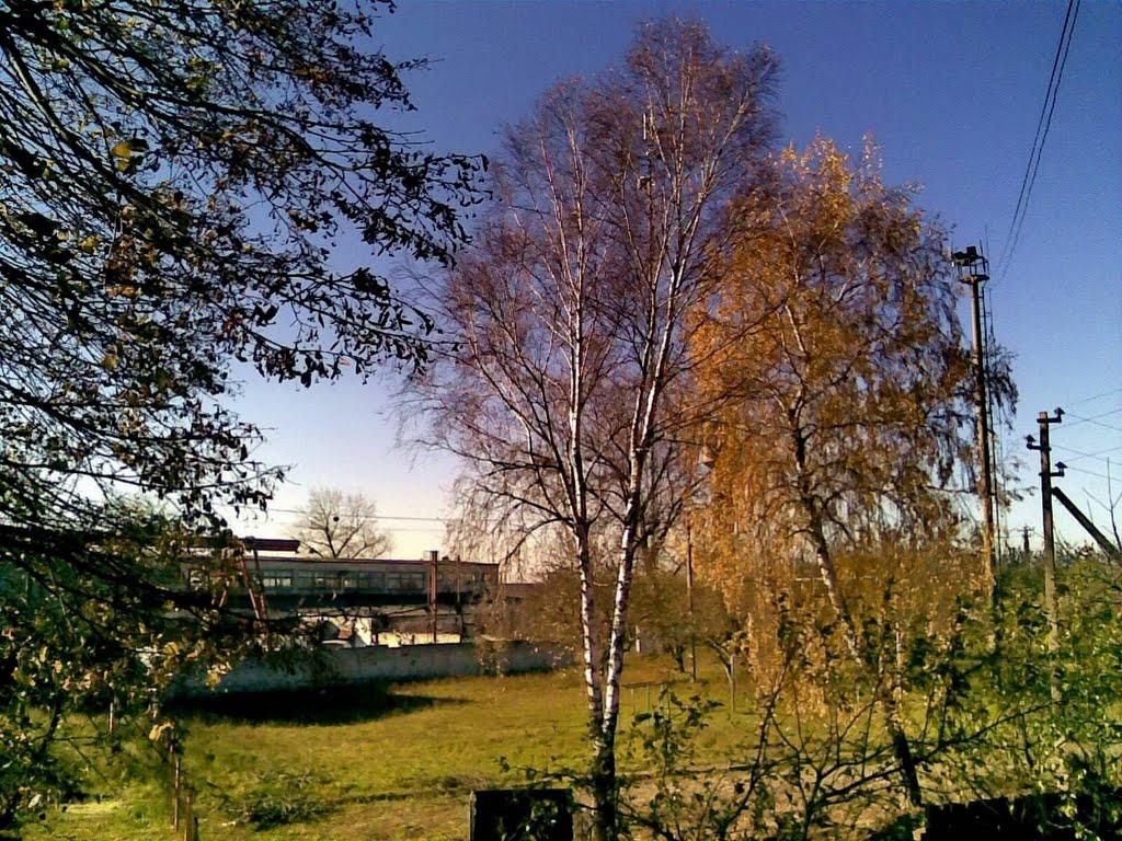 Верба з panoramio.com - Верба